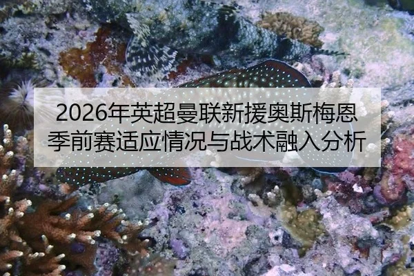 2026年英超曼联新援奥斯梅恩季前赛适应情况与战术融入分析